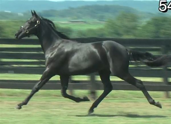 Standard Bred Yearlings